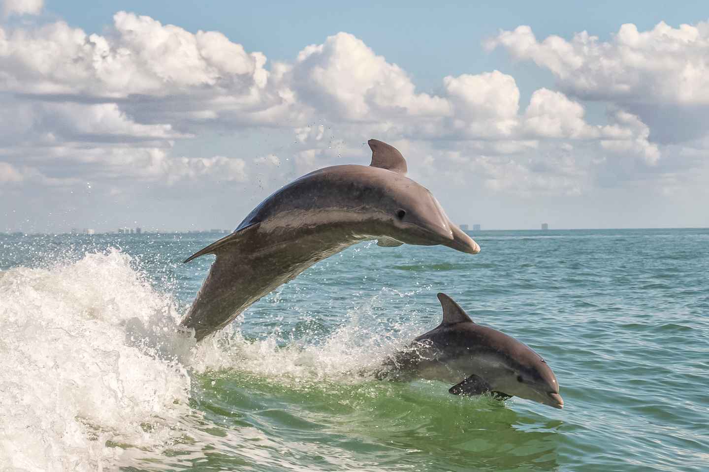 Cape May: Weekend Whale and Dolphin Watching Cruise thumbnail