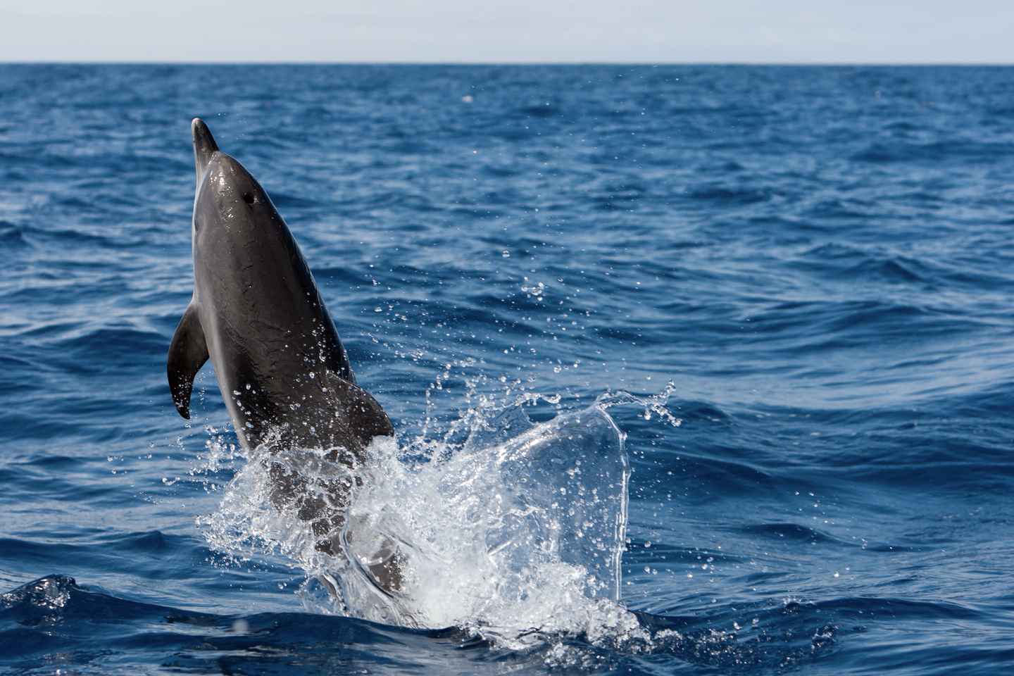 Cape May: 2-Hour Dolphin Watching Cruise thumbnail