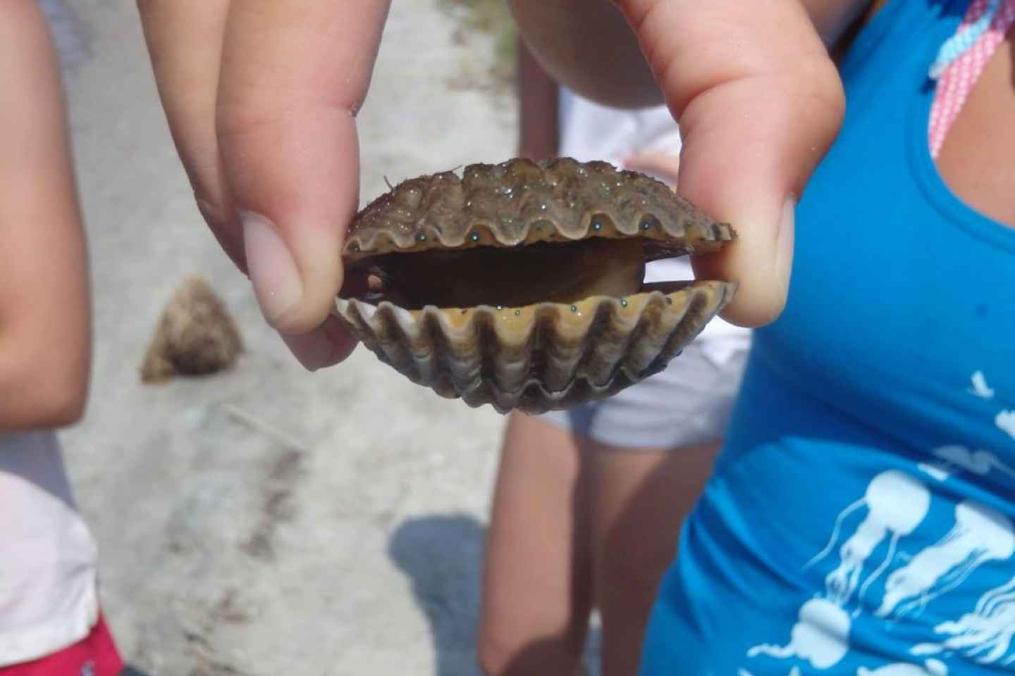 Berlin: Assateague Island Wildlife Discovery Kayak Tour thumbnail