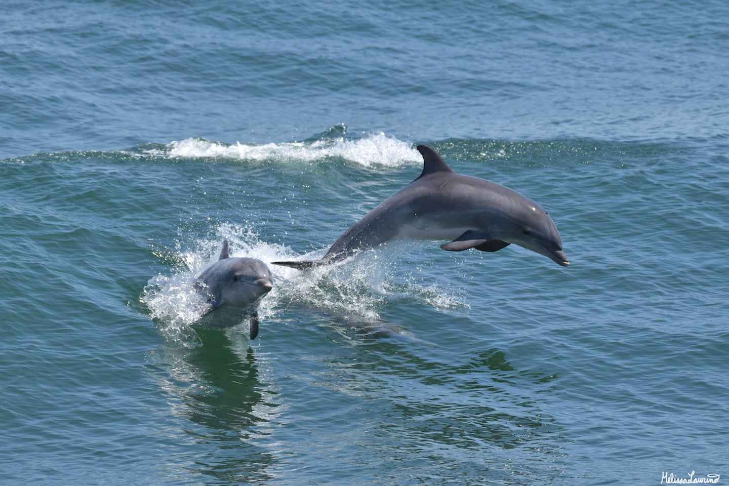 Cape May: Dolphin and Bird Watching Cruise thumbnail